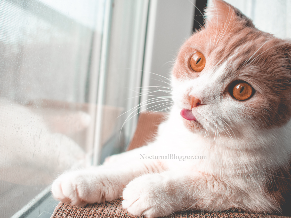 Ways to help your cat’s stuffy nose during the cold months